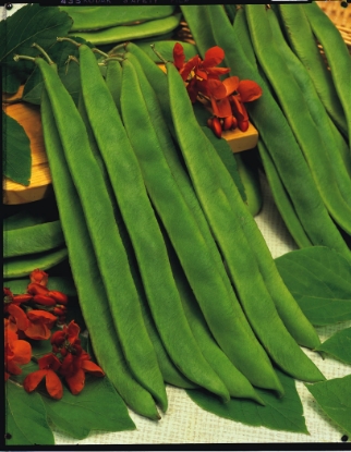 Picture of Runner Bean Butler